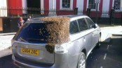 Bees chase car for 2 days to rescue queen