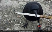 The odd story of a crow that meddled in a crime scene - by stealing a knife