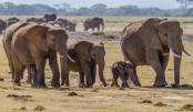 African leaders to hold elephant summit