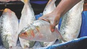 A glimmer of hope peeps in hilsa production