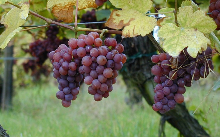 Eat grapes to help lower obesity risk