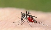 How do you kill a malaria parasite?