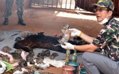 Tiger Temple: Cat-fight erupts between monastery, Thai Wildlife authorities