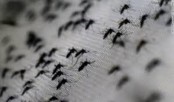 US Health Officials Issue Zika Virus Warning for Miami