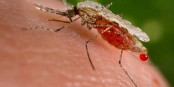 Malaria superbug lineage spreading fast in Asia: Study