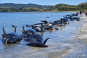 100 more stranded whales wash ashore on NZ beach