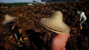 Malaysia to gain as India cuts tax on palm oil imports