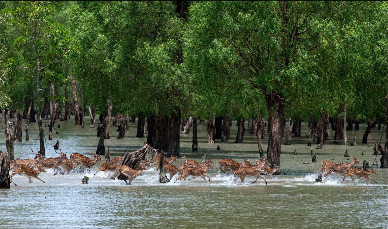 Sundarbans:  Queen of Ecosystem